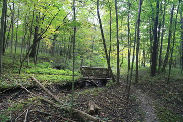 Nature Hike in Woods and Greenery