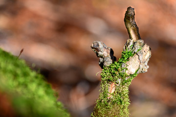 the finger of nature