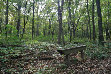 Nature Forest Hike in Summer