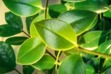 Green leaves on a vine