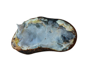 Rotten Avocado on white background                               