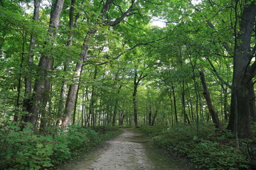 Obraz premium Nature Forest