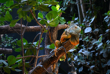 Fototapeta premium Iguane