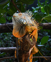 Iguane