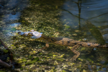 American crocodile (Crocodylus acutus), baby animal, Lake Enriquillo, Dominican Republic