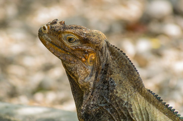 Reptilia Rhinoceros Iguana, close-up view, Lake Enriquillo, Dominican Republic