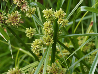 Gros plan sur épillets de petites fleurs brunes sur feuilles de faux papyrus ou cyperus à feuilles alternes (cyperus alternifolius)