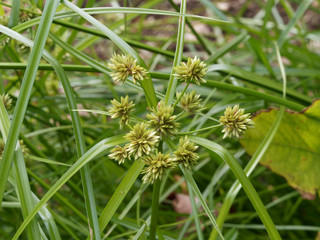 Gros plan sur épillets de petites fleurs brunes sur feuilles de faux papyrus ou cyperus à...
