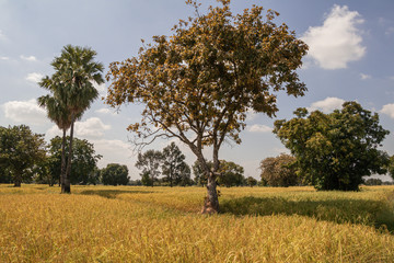 Tree,rice green fields and the sky background.