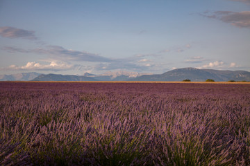 Lavender Flowers In Provence South Of France