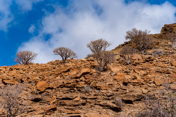Gran Canaria Nature. Shrubs on canary rocks against the blue sky