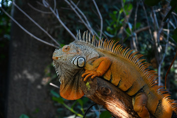 Iguane