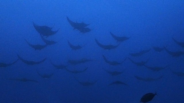 a big school of mobula rays