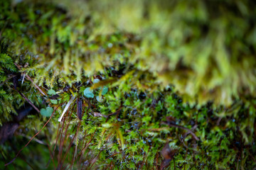 Obraz na płótnie Canvas green moss on tree