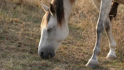 Two horses grazing on green meadow. Close up slow motion HQ 4K video.