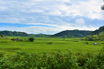 Fototapeta na wymiar Green rice field with mountain and blue sky background in summer season beauty of nature