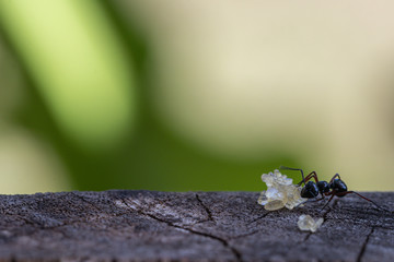Selective focus black ants eating sugar on ground.Behavior of ants.Worker ants are there working.