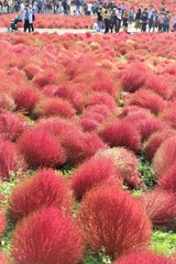 ひたちなかのコキア