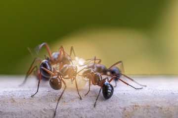 Selective focus black ants eating sugar on ground.Behavior of ants.Worker ants are there working.