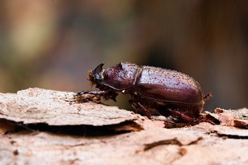 European rhinoceros beetle in rain on pine branch