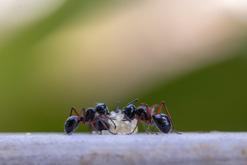 Selective focus black ants eating sugar on ground.Behavior of ants.Worker ants are there working.