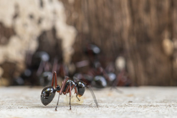 Selective focus black ants eating sugar on ground.Behavior of ants.Worker ants are there working.