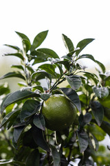 Orange citrus on the branches of the bitter orange variety tree