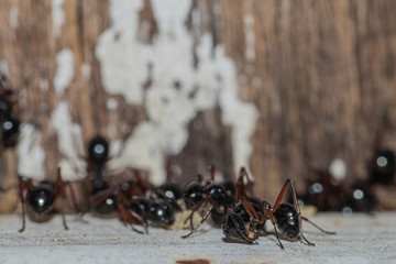 Selective focus black ants eating sugar on ground.Behavior of ants.Worker ants are there working.