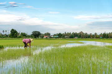 Thai farmer working on rice field at up country in Thailand during rainny season