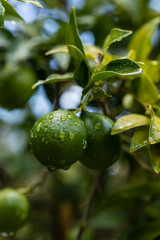 Orange citrus on the branches of the bitter orange variety tree