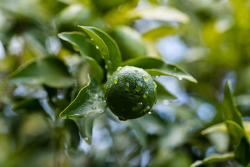 Orange citrus on the branches of the bitter orange variety tree
