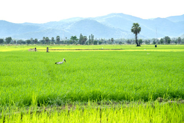 Fototapeta na wymiar Thailand rice field growth on rainy season and egrets are looking food on rice field.