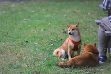 草むらの柴犬