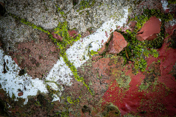 Fototapeta premium green moss on a stone wall