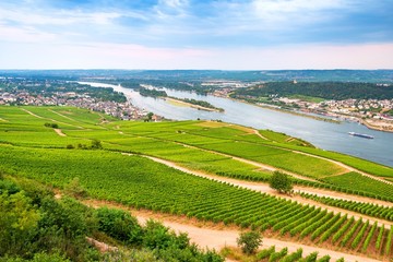 Fototapeta premium Aerial view of The River Rhine valley with large massives of vineyards alongside.