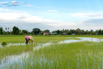 Thai farmer working on rice field at up country in Thailand during rainny season