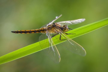 black tailed skimmer (Orthetrum cancellatum)