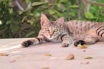 Cat Looking At Camera.The rusty-spotted cat is smallest members of wild cat found only in India and known as hummingbird of the cat family