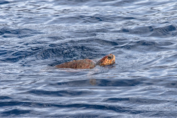 Meeresschildkr&ouml;te im Atlantik
