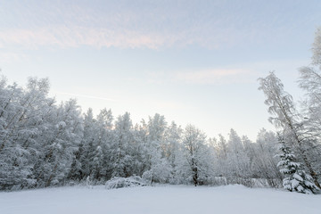 The forest has covered with heavy snow and clear blue sky in winter season at Lapland, Finland.