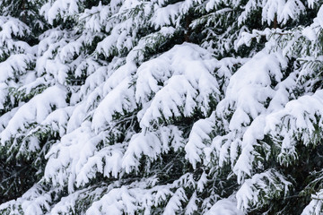 The branch of tree has covered with heavy snow in winter season at Lapland, Finland.