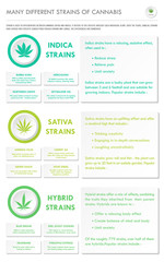 Fototapeta premium Many Different Strains of Cannabis vertical business infographic illustration about cannabis as herbal alternative medicine and chemical therapy, healthcare and medical science vector.