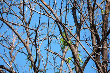 Nature scene - Dry branch of tree with cloud blue sky - summer season