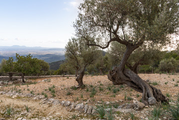 Alte Olivenbäume auf Mallorca