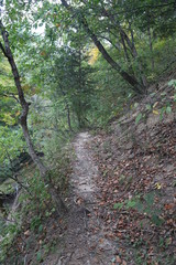 Hike in the Woods with Canyon