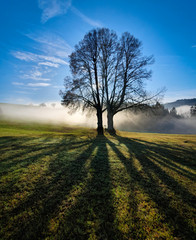 Andachtskreuz im Gegenlicht zwischen Nebelbäumen