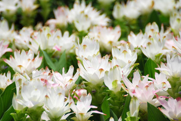 Fototapeta premium Nature scene of blooming white siam tulip flowers or Curcuma Sparganifolia field - park and gardens