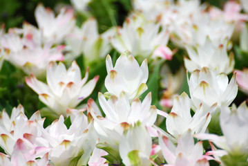 Nature scene of blooming white siam tulip flowers or Curcuma Sparganifolia field - park and gardens