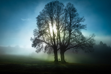 Wegkreuz zwischen mächtigen Bäumen im Herbstnebel