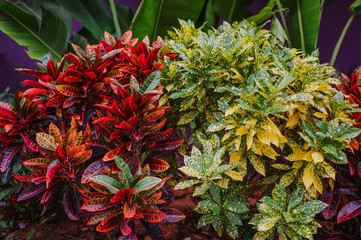 Colorful Croton Leaves Background.  Codiaeum variegatum. Beautiful natural backdrop with croton plant at tropical park. Close up of Vibrant Croton leaf © Алина Троева